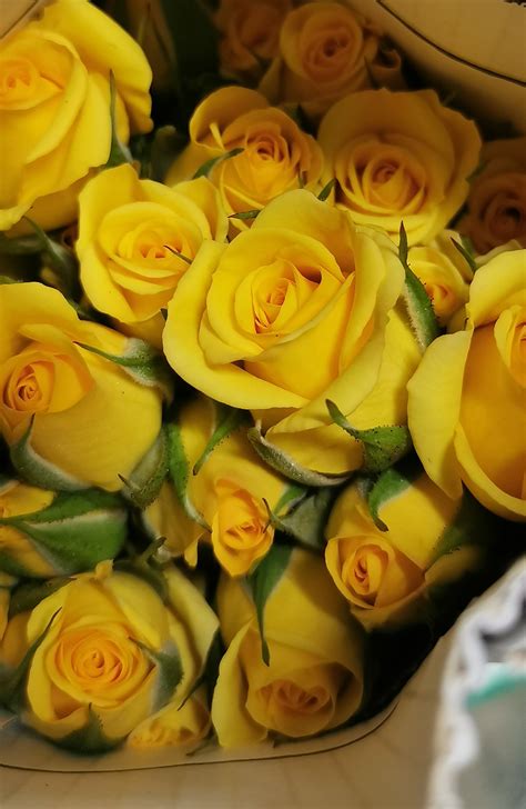 Spray Rose Yellow Babe Spray Rose Roses Flowers By Category