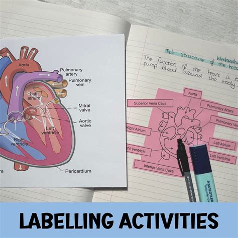 Heart Structure Worksheets Teaching Resources