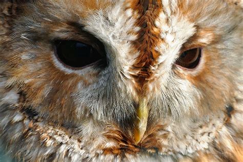 1680x1050 Owls Birds Predators Sit Wallpaper  Coolwallpapersme