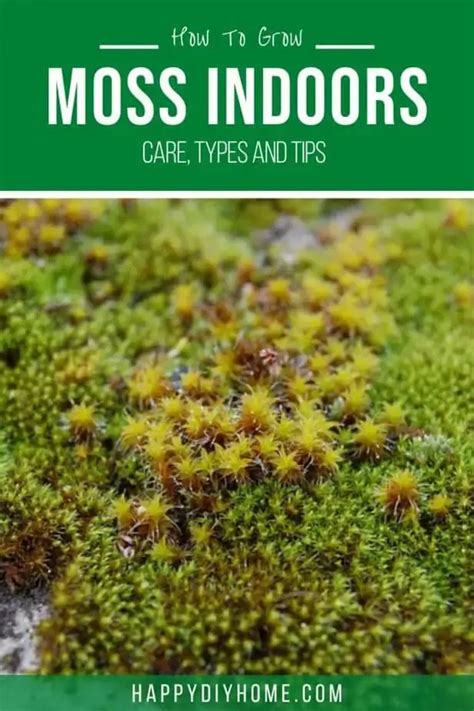 How To Grow Moss Indoors A Step By Step Guide Happy Diy Home