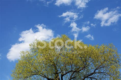 Blue Sky With The Tree Stock Photo Royalty Free Freeimages