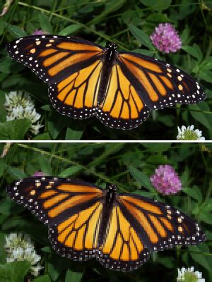 Similarly, photoshop automatically sets the jpeg image file format to jpg. File:Lossless versus Lossy.png - Wikimedia Commons