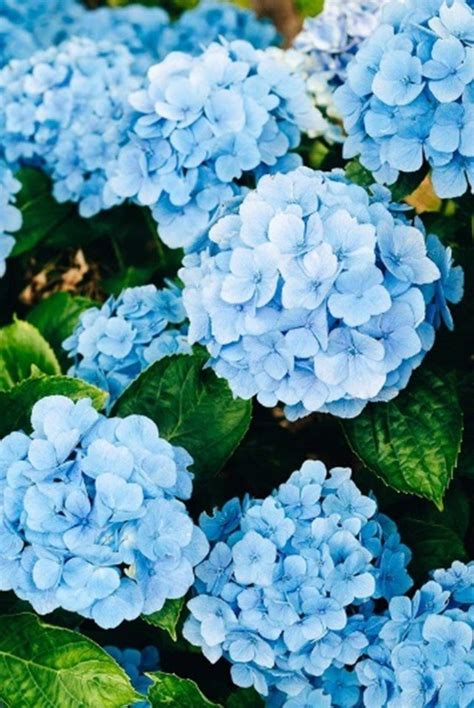 Beautiful Pictures Of Blue Flowers