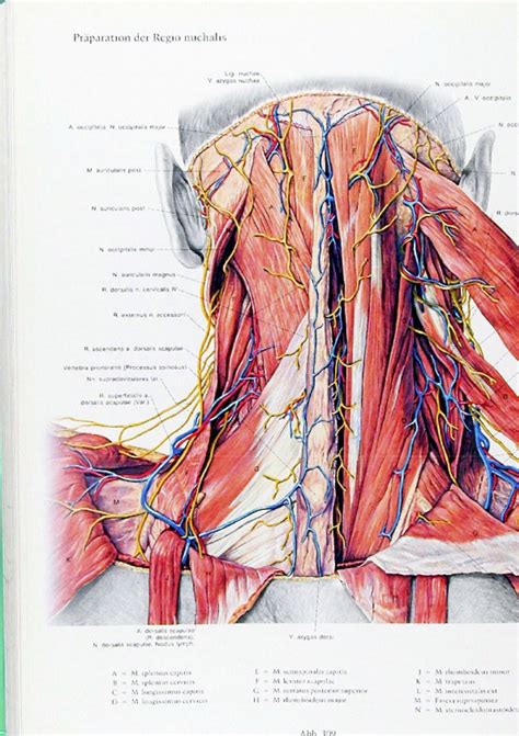 Clickable maps that generate lists of. PERNKOPF ANATOMY ATLAS DOWNLOAD