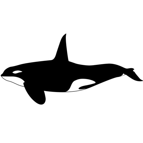 Orca Killer Whale Download Free Vector Art Stock Graphics And Images