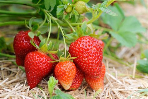 Popular Strawberry Varieties To Grow Hgtv