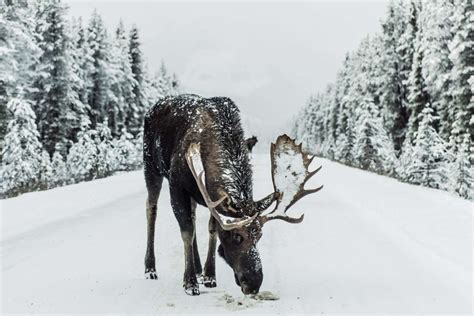 10 Must Do Things When Visiting Alaska In Winter