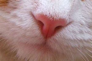 Simple at home tlc for a cat with a cold | runny nose. What Should Be Done if Cat Has Dry Nose? | All about cats