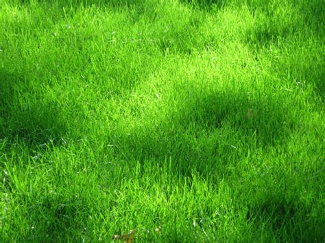 Download Anime Grass Background Hd Wallpapers Book Your 1 Source