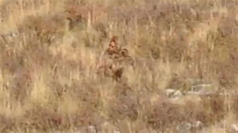 Caught On Camera Us Couple Captures Bigfoot In Broad Daylight