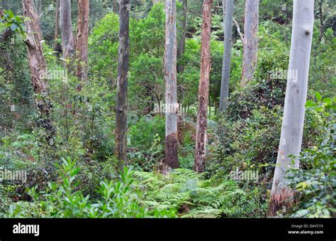 Tall Wet Eucalypt Forest In Dharug National Park Nsw Australia Stock