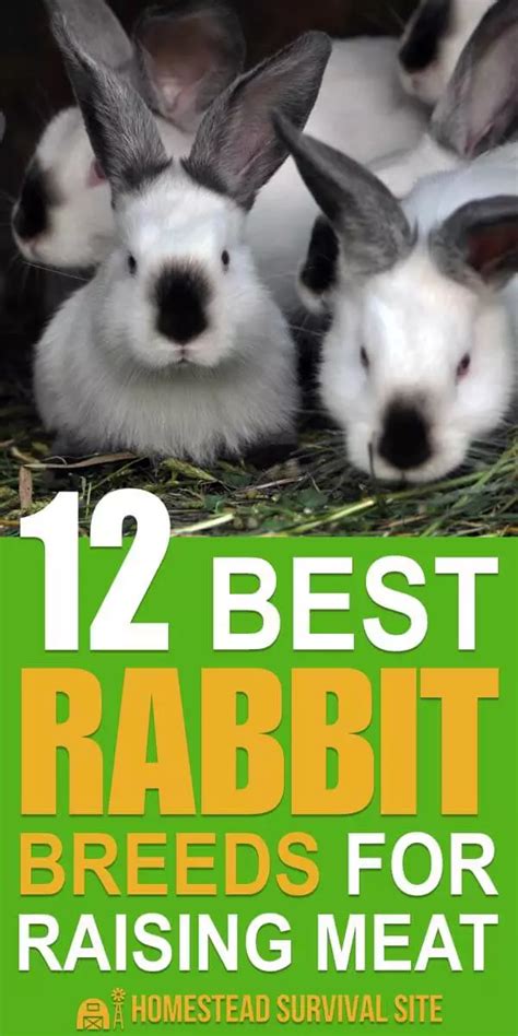 12 Best Rabbit Breeds For Raising Meat Rabbit Breeds Meat Rabbits