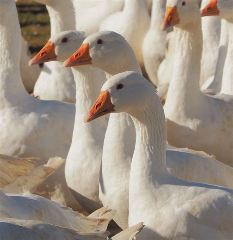 Buy Geese Online Essex Butcher Blackwells Farm Shop