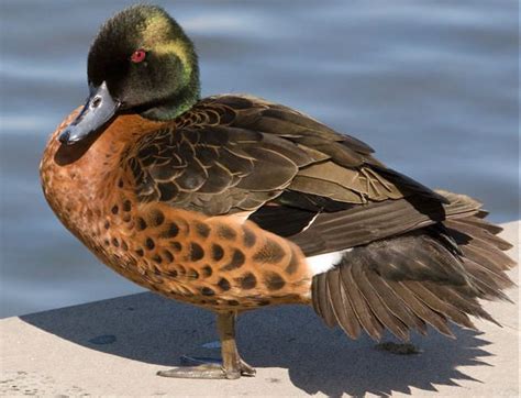 Chestnut Teal Anas Castanea Teal Duck Duck Photo Duck Hunting