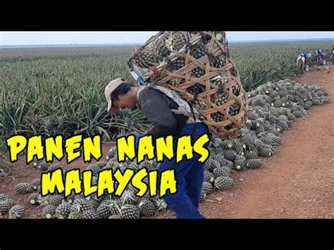 Di malaysia, terdapat banyak sangat jenis rumah dan hartanah, sehingga menyebabkan kekeliruan bagi pembeli rumah. Seperti ini Panen nanas di malaysia??? - YouTube