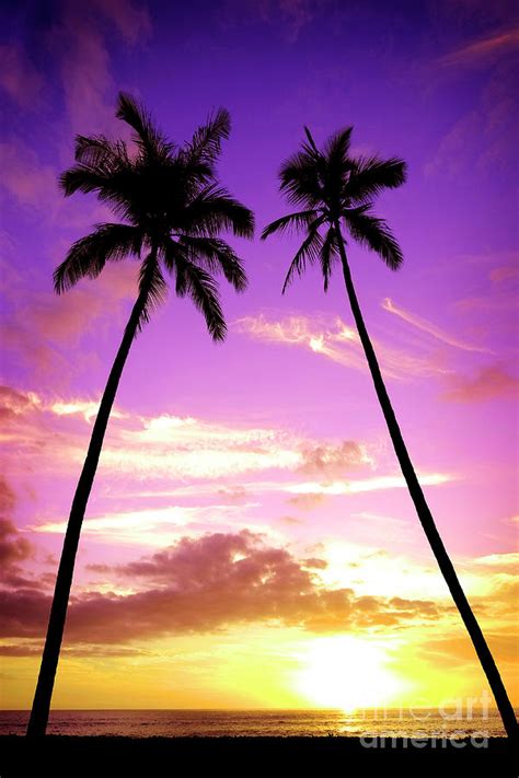 Tropical Palm Trees Silhouette Sunset Or Sunrise Photograph By Lane