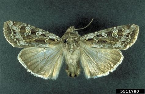 Miller Moth Agricultural Biology