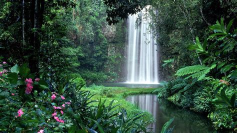 Amazon Jungle Thicket Waterfall Hd Nature Wallpapers Hd Wallpapers
