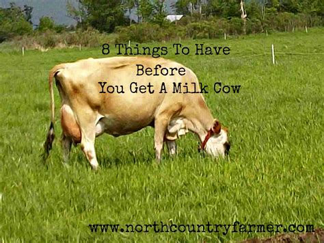 8 Things To Have Before You Get A Milk Cow North Country Farmer