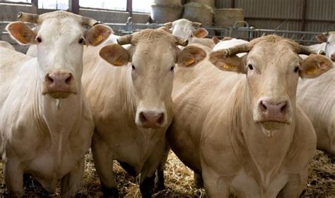 Livestock Ripper Strikes Again Hunt For Sick Animal Abuser As Cows