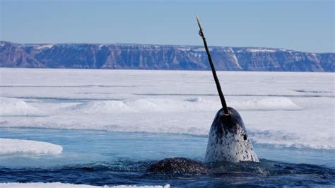 Narwhal Unusual Animals Whale Narwhal Facts