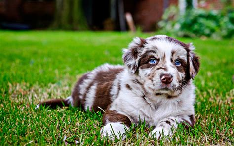 Download Wallpapers Australian Shepherd Puppy With Blue Eyes Cute