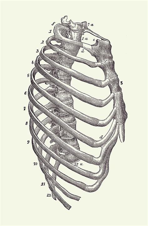 Rib Cage Anatomy Human Skeleton System Rib Cage Anatomy Stock Photo