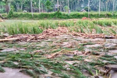 Sungai Ulu Aer Meluap Puluhan Hektare Sawah Rusak Sumut