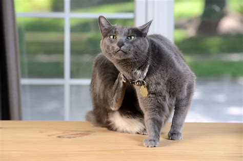 What flowers are cats allergic to. Best Cat Food For Cats with Allergies : Expert Buying Guide