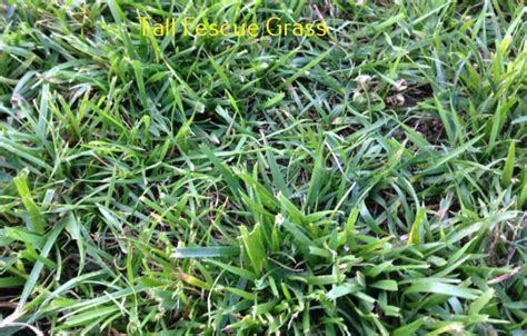 Does Tall Fescue Grass Spread How To Grow It Faster Lawnsbesty
