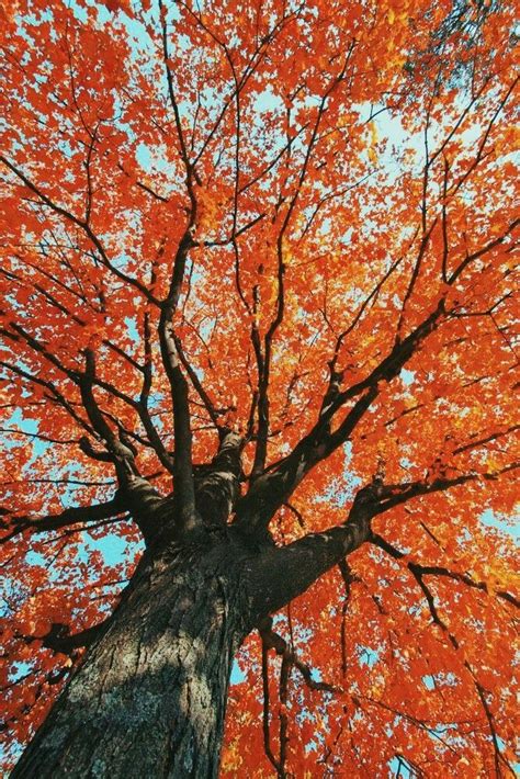 Pin By Yatzeli Estrada On Fondos Autumn Photography Orange Aesthetic