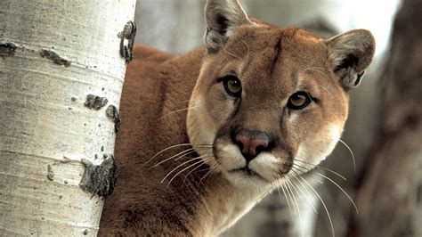 Beautiful Cougar