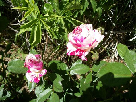 Maybe you would like to learn more about one of these? flowers | Flowers, Grand junction colorado, Plants
