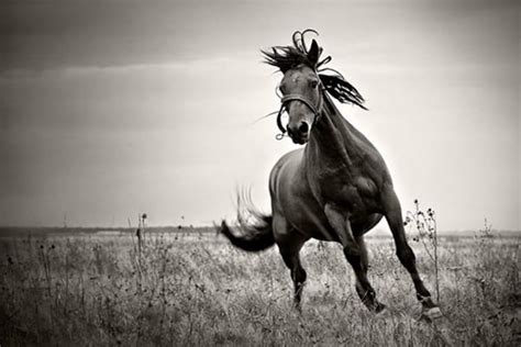 40 Attractive And Amazing Pictures Of Horse Photography Tail And Fur
