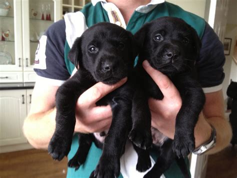 The stools are a little soft, as i. Excellent Quality Labrador Puppies Now 5 weeks old | Bishop Auckland, County Durham | Pets4Homes