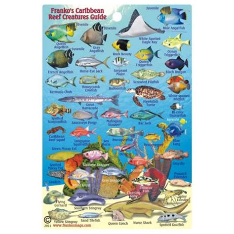 Franko Maps Caribbean Sea Mini Fish Id Card 34101 Scuba