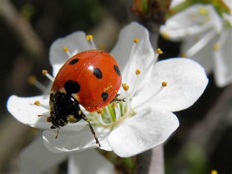 I love lady bugs! They are significant to me for so many reasons. They ...