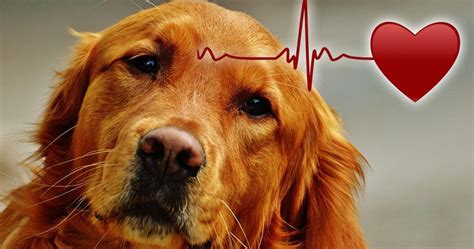 Las enfermedades autoinmunes se pueden atender, minimizar sus síntomas y evitar su progresión. Signos clínicos y métodos en pacientes caninos con enfermedad cardiaca.