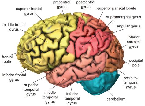 Lateral View Of The Left Hemisphere Of The Human Brain Based On