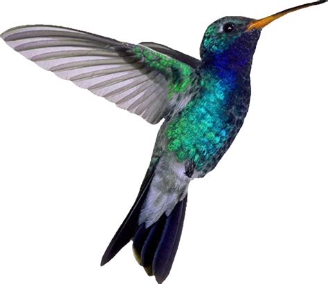 Hummingbird Png Transparent Image Download Size 900x781px