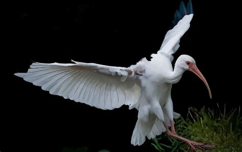 10 White Birds In Florida With Long Beaks Youll Find Bird Guidance