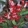 White christmas cactus cutting schlumbergera rooted. PlantFiles Pictures: Schlumbergera Hybrid, Crab Cactus ...