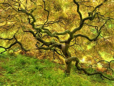 Free Download Nature Tree Hd Desktop Backgrounds 1920x1080 For Your