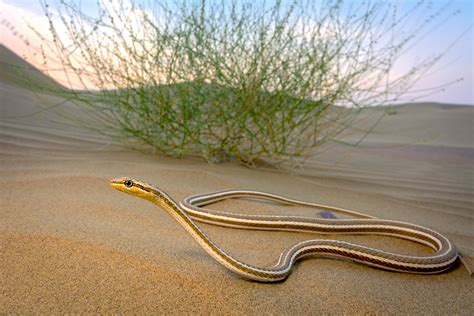 Mark Of Snake In Sand Dune In The Desert Hoodoo Wallpaper