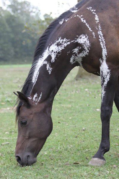 That Is One Of The Coolest Markings Ive Seen Horses Beautiful