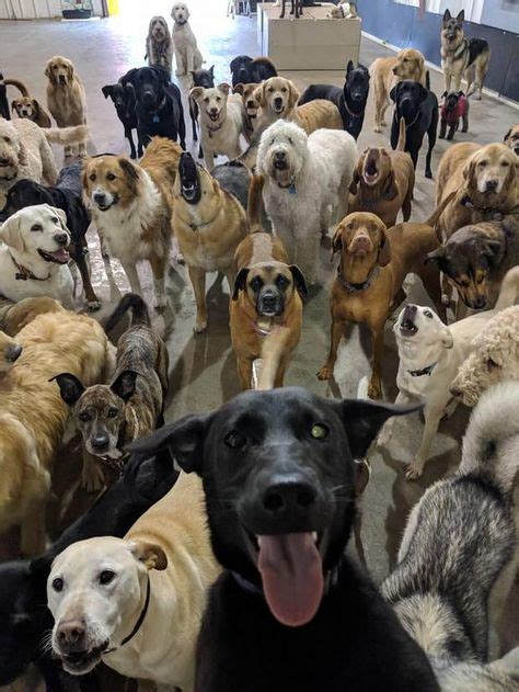 Pack Of Dogs At Ohio Doggie Day Care Pose For Worlds Greatest Selfie