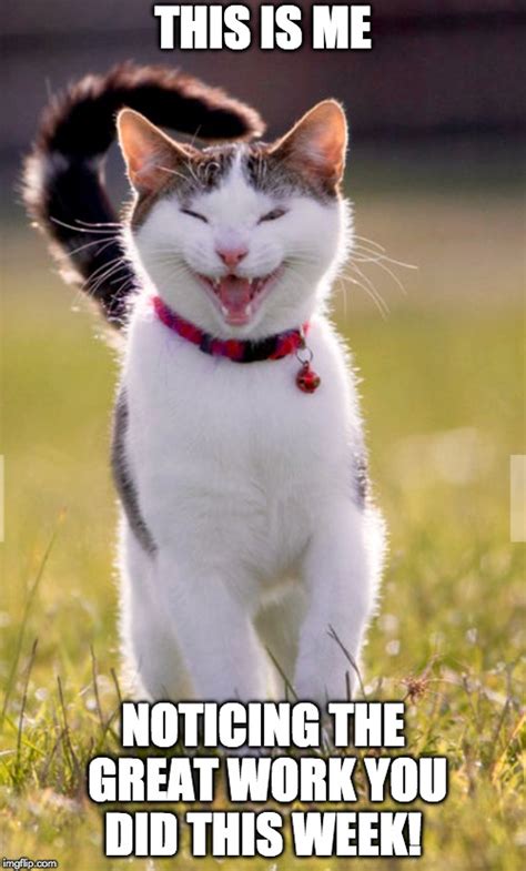 Happy Cat Imgflip