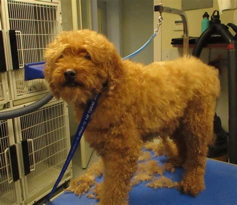 We offer the best care for all of your dogs, cats, and ferrets. Quick Paws | Professional experienced dog & cat grooming ...