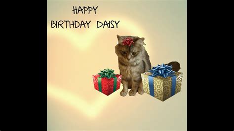 Daisys Birthday Celebrations Cute Funny Cat Having Fun Like A Naughty
