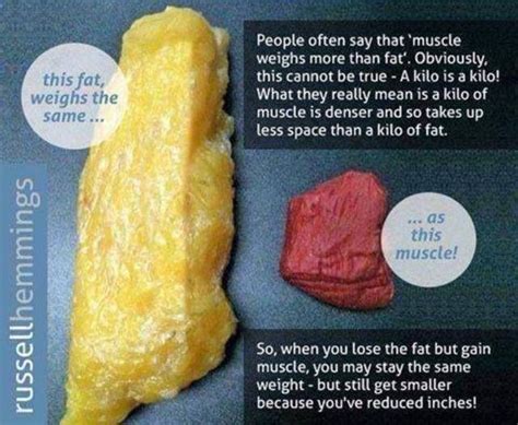 One Pound Of Fat Vs One Pound Of Muscle Health